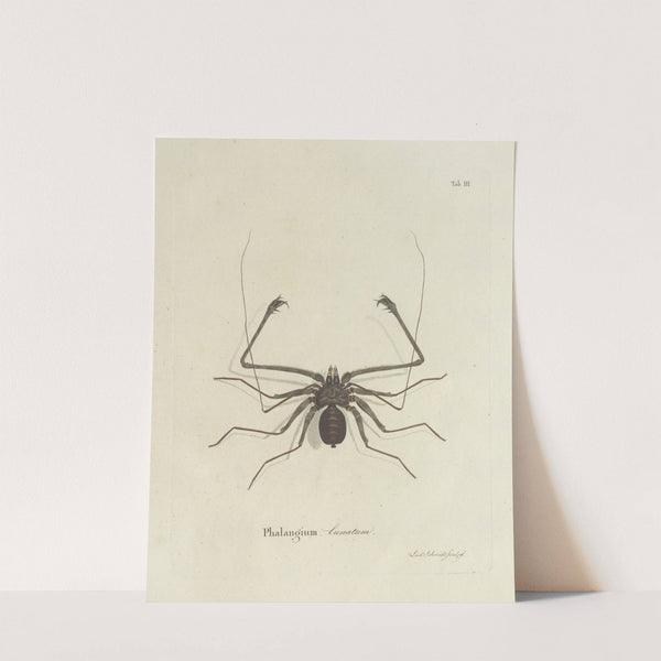 Natursystem der ungeflügelten insekten Pl.03 (1797) by Johann Friedrich Wilhelm Herbst