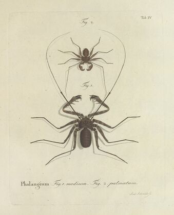 Natursystem der ungeflügelten insekten Pl.04 (1797)