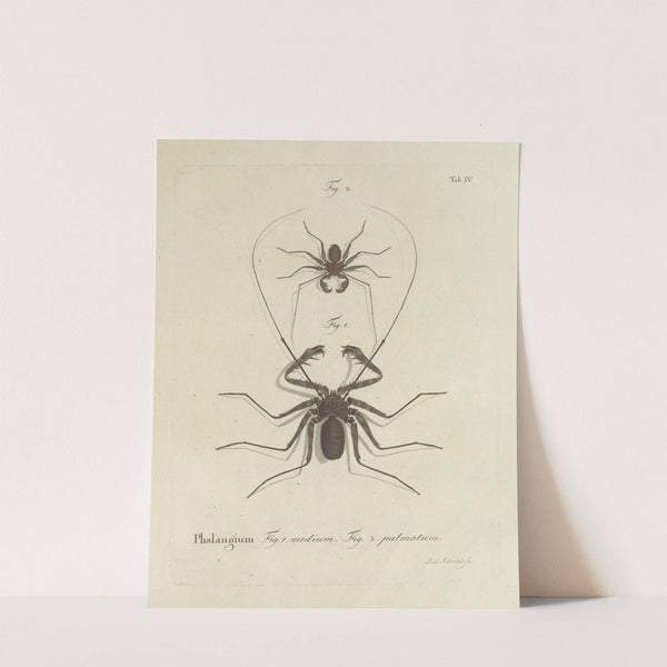 Natursystem der ungeflügelten insekten Pl.04 (1797) by Johann Friedrich Wilhelm Herbst