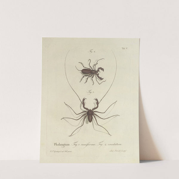 Natursystem der ungeflügelten insekten Pl.05 (1797) by Johann Friedrich Wilhelm Herbst