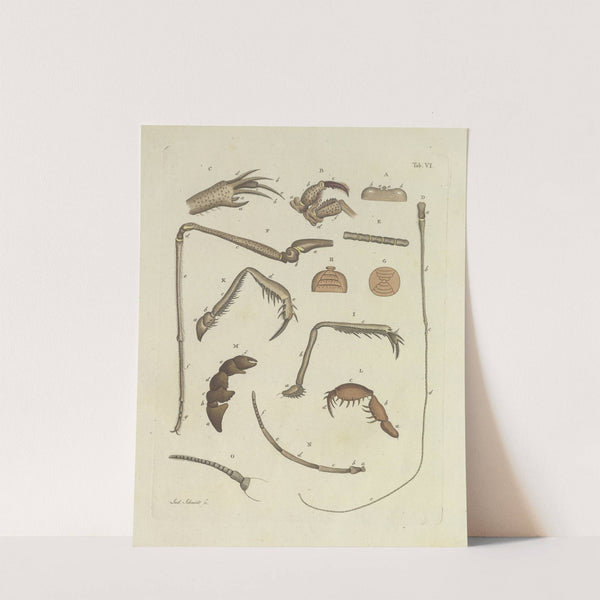 Natursystem der ungeflügelten insekten Pl.06 (1797) by Johann Friedrich Wilhelm Herbst