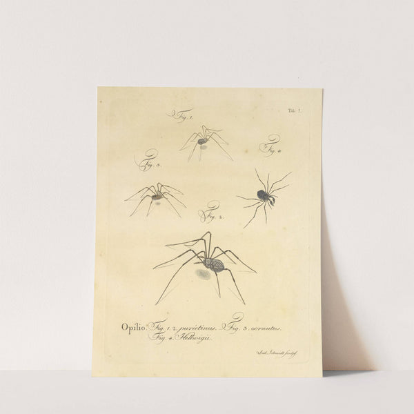 Natursystem der ungeflügelten insekten Pl.07 (1797) by Johann Friedrich Wilhelm Herbst
