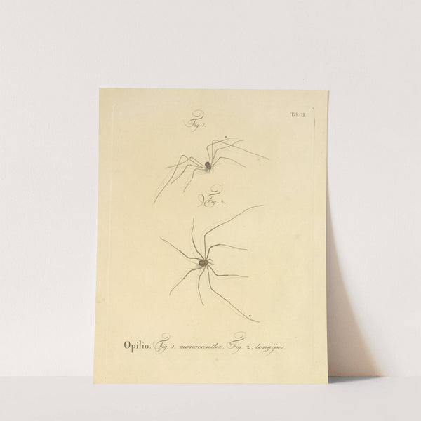 Natursystem der ungeflügelten insekten Pl.08 (1797) by Johann Friedrich Wilhelm Herbst
