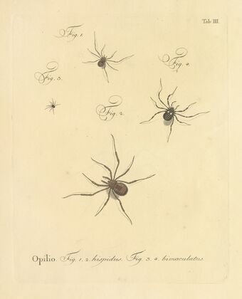 Natursystem der ungeflügelten insekten Pl.09 (1797)