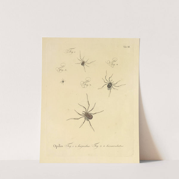 Natursystem der ungeflügelten insekten Pl.09 (1797) by Johann Friedrich Wilhelm Herbst