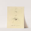 Natursystem der ungeflügelten insekten Pl.10 (1797) by Johann Friedrich Wilhelm Herbst