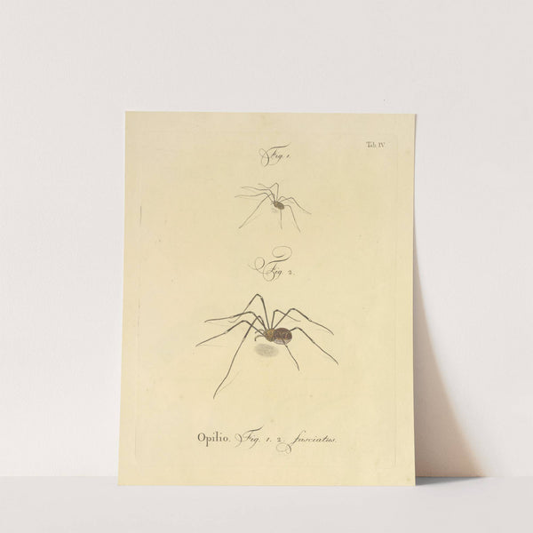 Natursystem der ungeflügelten insekten Pl.10 (1797) by Johann Friedrich Wilhelm Herbst