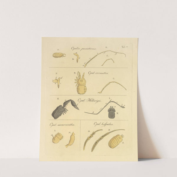 Natursystem der ungeflügelten insekten Pl.11 (1797) by Johann Friedrich Wilhelm Herbst