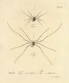 Natursystem der ungeflügelten insekten Pl.12 (1797)