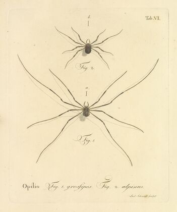 Natursystem der ungeflügelten insekten Pl.12 (1797)