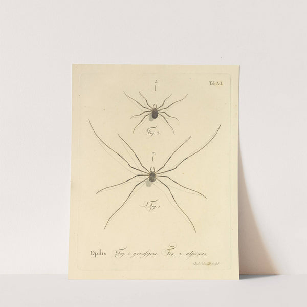 Natursystem der ungeflügelten insekten Pl.12 (1797) by Johann Friedrich Wilhelm Herbst