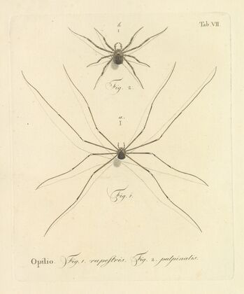 Natursystem der ungeflügelten insekten Pl.13 (1797)