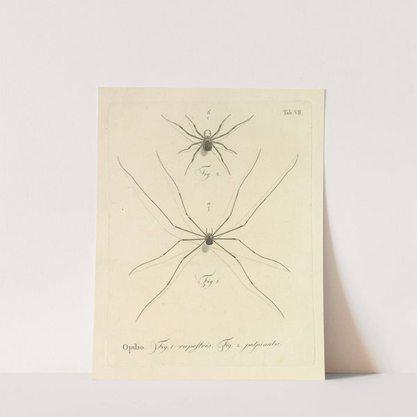 Natursystem der ungeflügelten insekten Pl.13 (1797) by Johann Friedrich Wilhelm Herbst
