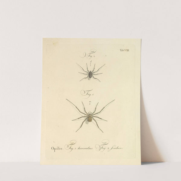Natursystem der ungeflügelten insekten Pl.14 (1797) by Johann Friedrich Wilhelm Herbst