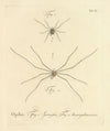 Natursystem der ungeflügelten insekten Pl.15 (1797)