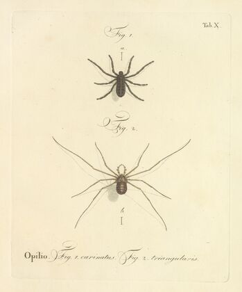 Natursystem der ungeflügelten insekten Pl.16 (1797)
