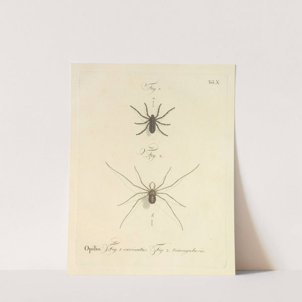 Natursystem der ungeflügelten insekten Pl.16 (1797) by Johann Friedrich Wilhelm Herbst