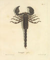 Natursystem der ungeflügelten insekten Pl.17 (1797)