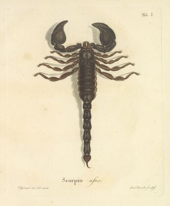 Natursystem der ungeflügelten insekten Pl.17 (1797)