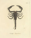 Natursystem der ungeflügelten insekten Pl.18 (1797)