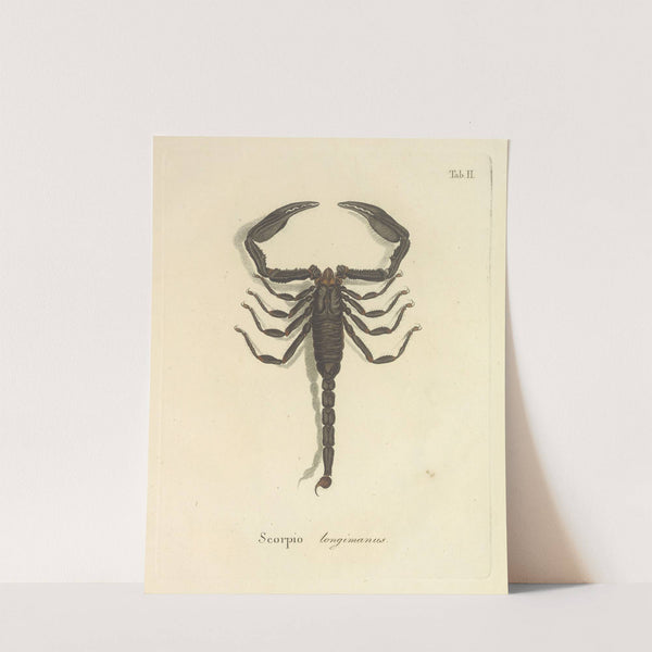 Natursystem der ungeflügelten insekten Pl.18 (1797) by Johann Friedrich Wilhelm Herbst