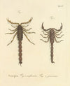 Natursystem der ungeflügelten insekten Pl.20 (1797)