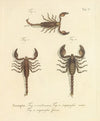 Natursystem der ungeflügelten insekten Pl.21 (1797)