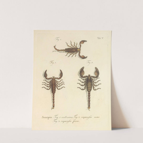 Natursystem der ungeflügelten insekten Pl.21 (1797) by Johann Friedrich Wilhelm Herbst