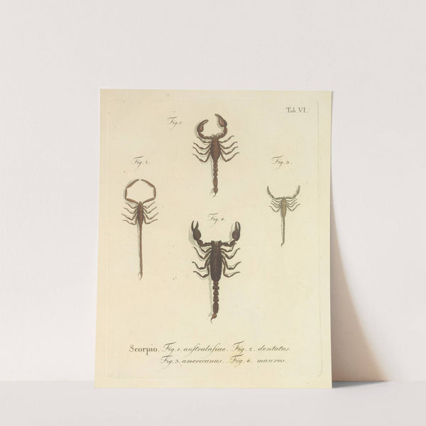 Natursystem der ungeflügelten insekten Pl.22 (1797) by Johann Friedrich Wilhelm Herbst