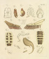 Natursystem der ungeflügelten insekten Pl.23 (1797)