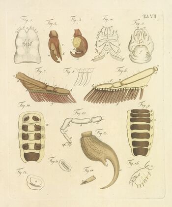 Natursystem der ungeflügelten insekten Pl.23 (1797)