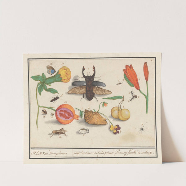 Natuurhistorische ensemble (nr. 1) 1. Blad van Mengelmoes Mescelaneorum tabula prima Premiere feuille de melanges. (1596-1610) by Anselmus Boëtius de Boodt