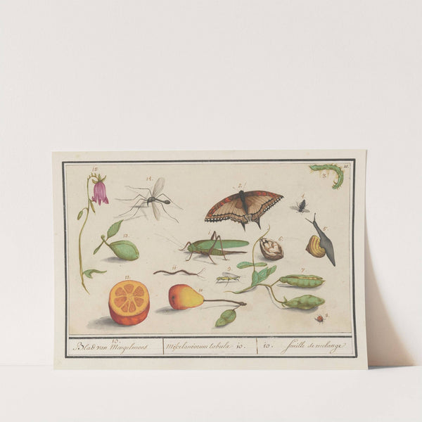 Natuurhistorische ensemble (nr. 10) 10. Blad van Mengelmoes Miscelaniorum tabula 10. 10. feuille de melange (1596-1610) by Anselmus Boëtius de Boodt