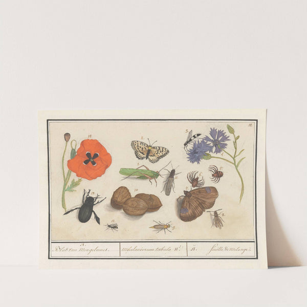 Natuurhistorische ensemble (nr. 11) 11. Blad van Mengelmoes Miscelaniorum tabula 11. 11. feuille de melange (1596-1610) by Anselmus Boëtius de Boodt