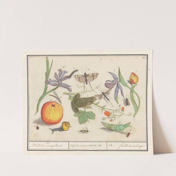 Natuurhistorische ensemble (nr. 12) 12. Blad van Mengelmoes Miscelaniorum tabula 12. 12. feuille de melange (1596-1610) by Anselmus Boëtius de Boodt