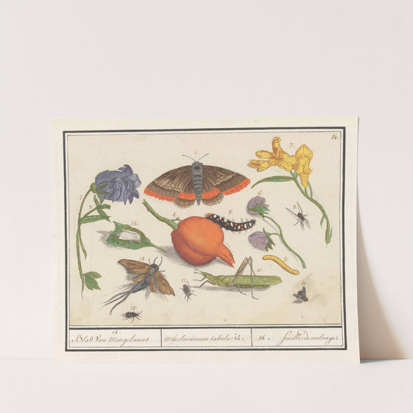 Natuurhistorische ensemble (nr. 14) 14. Blad van Mengelmoes Miscelaniorum tabula 14. 14. feuille de melange (1596-1610) by Anselmus Boëtius de Boodt