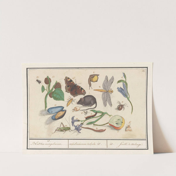 Natuurhistorische ensemble (nr. 15) 15. Blad van mengelmoes miscelaniorum tabula 15. 15. feuille de melange (1596-1610) by Anselmus Boëtius de Boodt