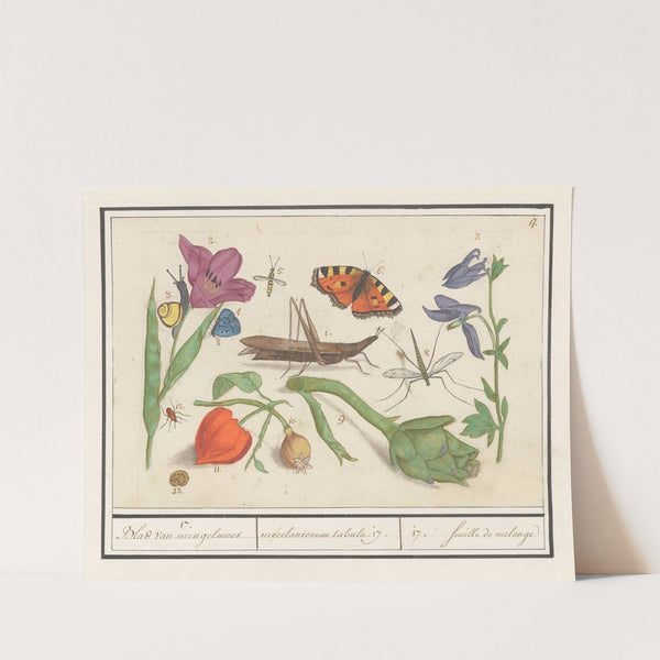 Natuurhistorische ensemble (nr. 17) 17. Blad van mengelmoes miscelaniorum tabula 17. 17. feuille de melange (1596-1610) by Anselmus Boëtius de Boodt