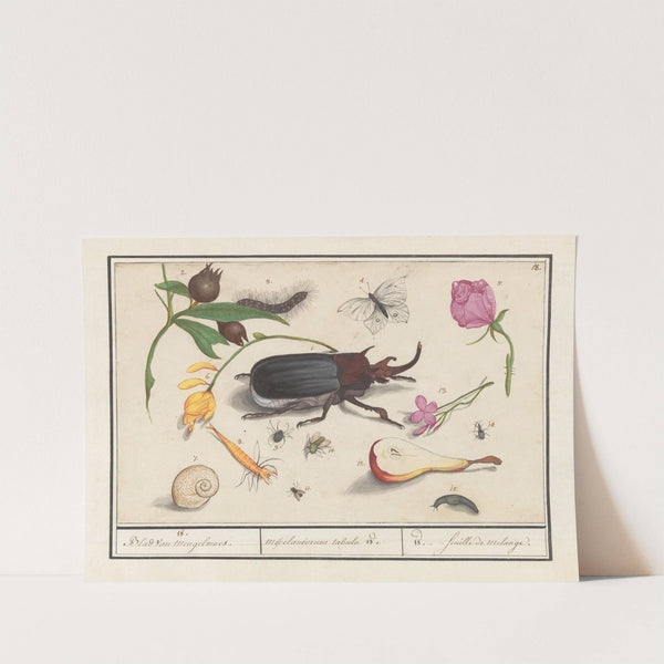 Natuurhistorische ensemble (nr. 18) (1596-1610) by Anselmus Boëtius de Boodt