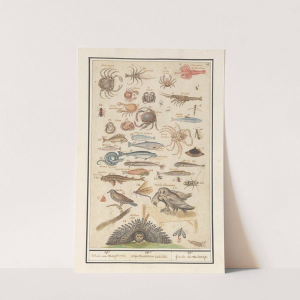 Natuurhistorische ensemble (nr. 19) 19e. Blad van Mengelmoes 19. miscelaniorum tabula. 19e. feuille de melange (1596-1610) by Anselmus Boëtius de Boodt