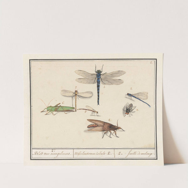 Natuurhistorische ensemble (nr. 2) 2. Blad van mengelmoes Miscelaniorum tabula 2. 2. feuille de melange (1596-1610) by Anselmus Boëtius de Boodt