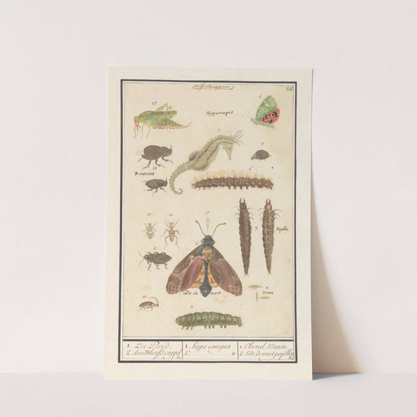 Natuurhistorische ensemble (nr. 20) 1. Zee Peerd. 2. doodshoofd cappel (1596-1610) by Anselmus Boëtius de Boodt