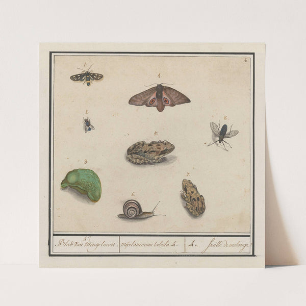 Natuurhistorische ensemble (nr. 4) 4. Blad van mengelmoes Miscelaniorum tabula 4. 4. feuille de melange (1596-1610) by Anselmus Boëtius de Boodt