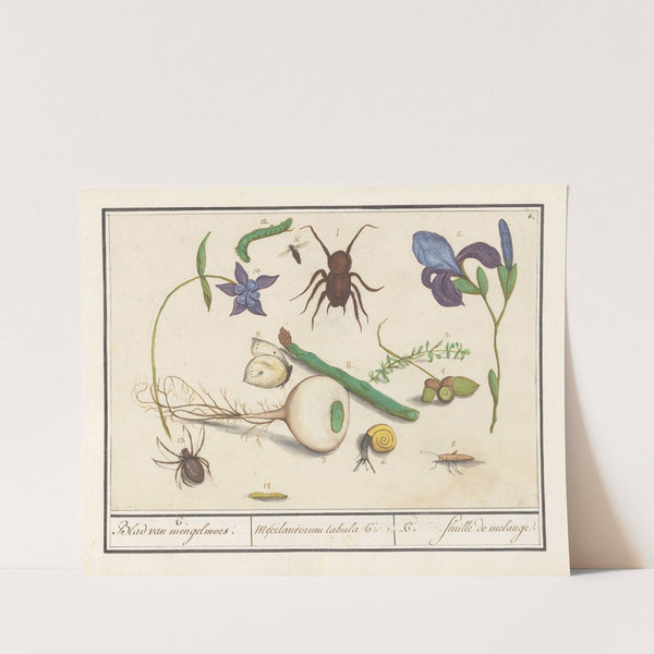 Natuurhistorische ensemble (nr. 6) 6. Blad van mengelmoes Miscelaniorum tabula 6. 6. feuille de melange (1596-1610) by Anselmus Boëtius de Boodt