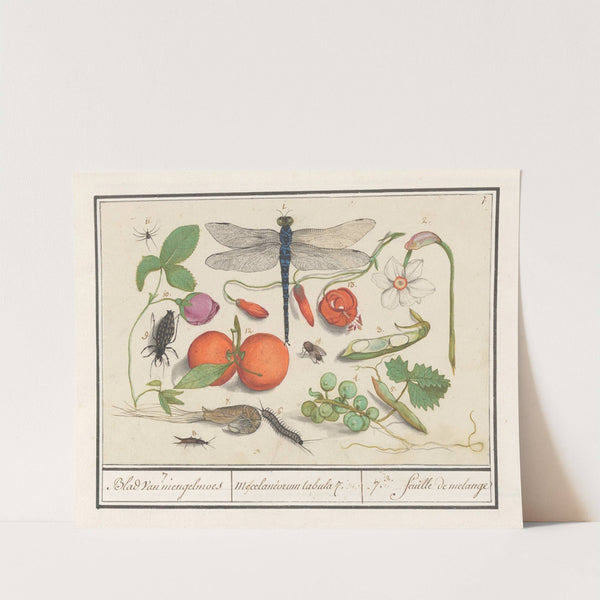 Natuurhistorische ensemble (nr. 7) 7. Blad van mengelmoes Miscelaniorum tabula 7. 7. feuille de melange (1596-1610) by Anselmus Boëtius de Boodt