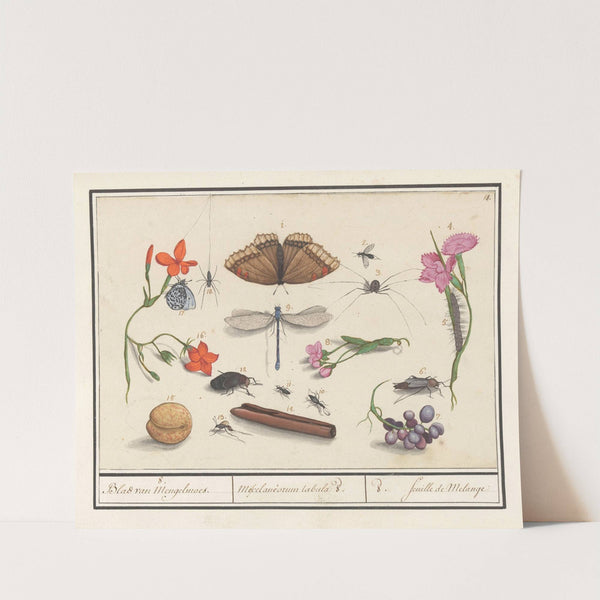 Natuurhistorische ensemble (nr. 8) 8. Blad van mengelmoes Miscelaniorum tabula 8. 8. feuille de melange (1596-1610) by Anselmus Boëtius de Boodt