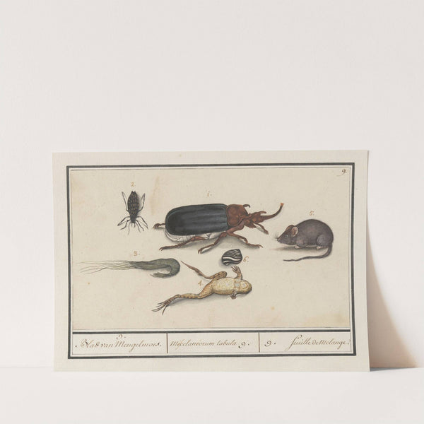 Natuurhistorische ensemble (nr. 9) 9. Blad van Mengelmoes Miscelaniorum tabula 9. 9. feuille de melange (1596-1610) by Anselmus Boëtius de Boodt