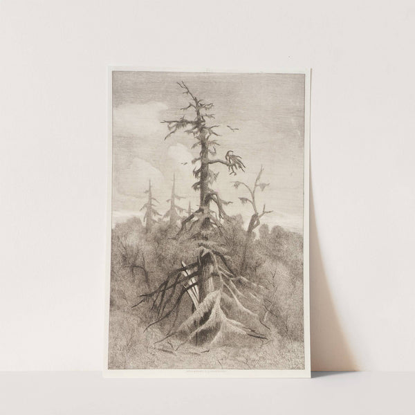 Naushon Swamp, Plate 1 by Robert Swain Gifford