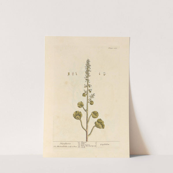 Navelwort by Elizabeth Blackwell