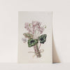 Neapolitan Cyclamen by Sydenham Edwards